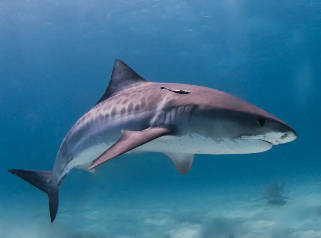 tiger-shark-florida