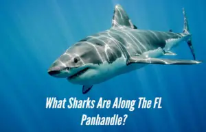 Read more about the article Are There Sharks Along the Beaches of the Florida Panhandle?