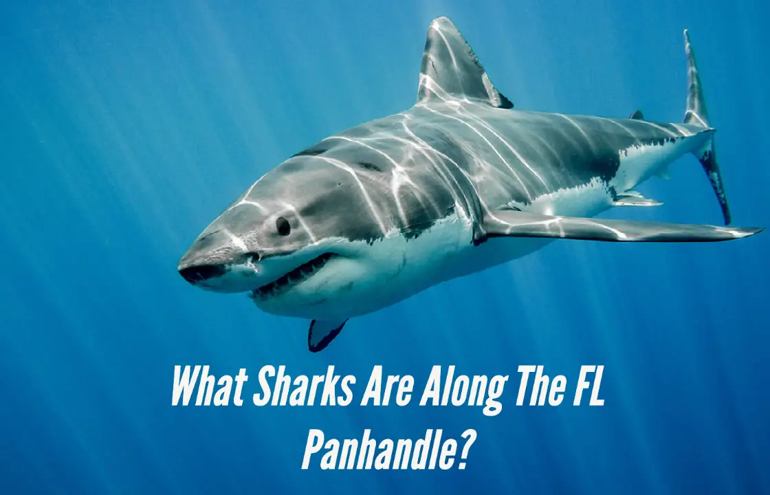 You are currently viewing Are There Sharks Along the Beaches of the Florida Panhandle?