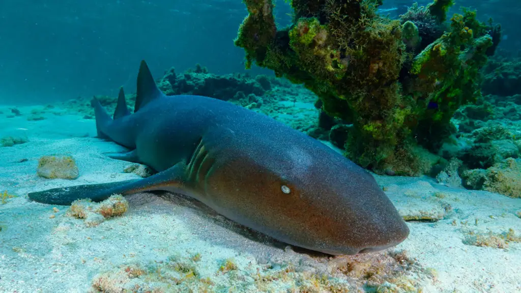 nurse-shark-florida