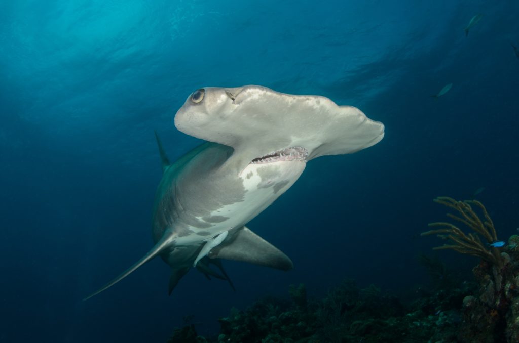 hammerhead-shark-florida
