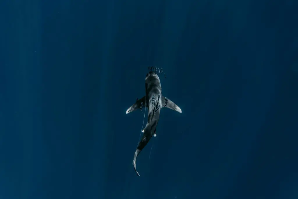 bull-shark-florida