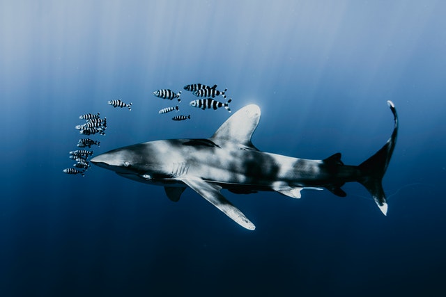 thresher-shark-florida