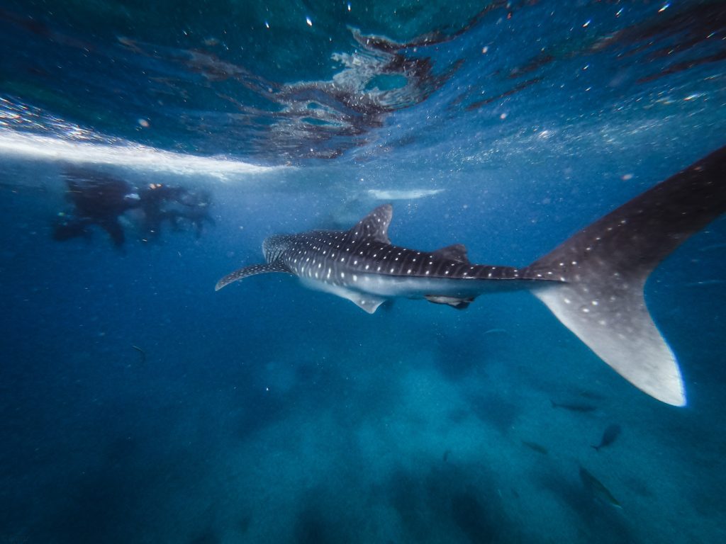 whale-shark-florida