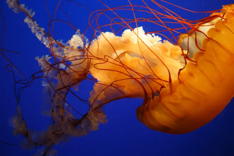 Are Jellyfish In Destin? Emerald Coast Insider