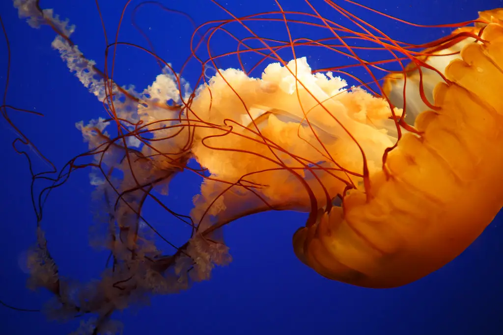 Jellyfish in Destin, Florida Fact or Fiction? Emerald Coast Insider