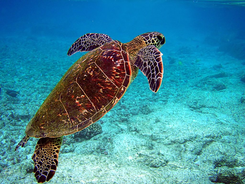 navarre-beach-sea-turtles