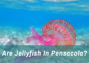Read more about the article Are Jellyfish In Pensacola?