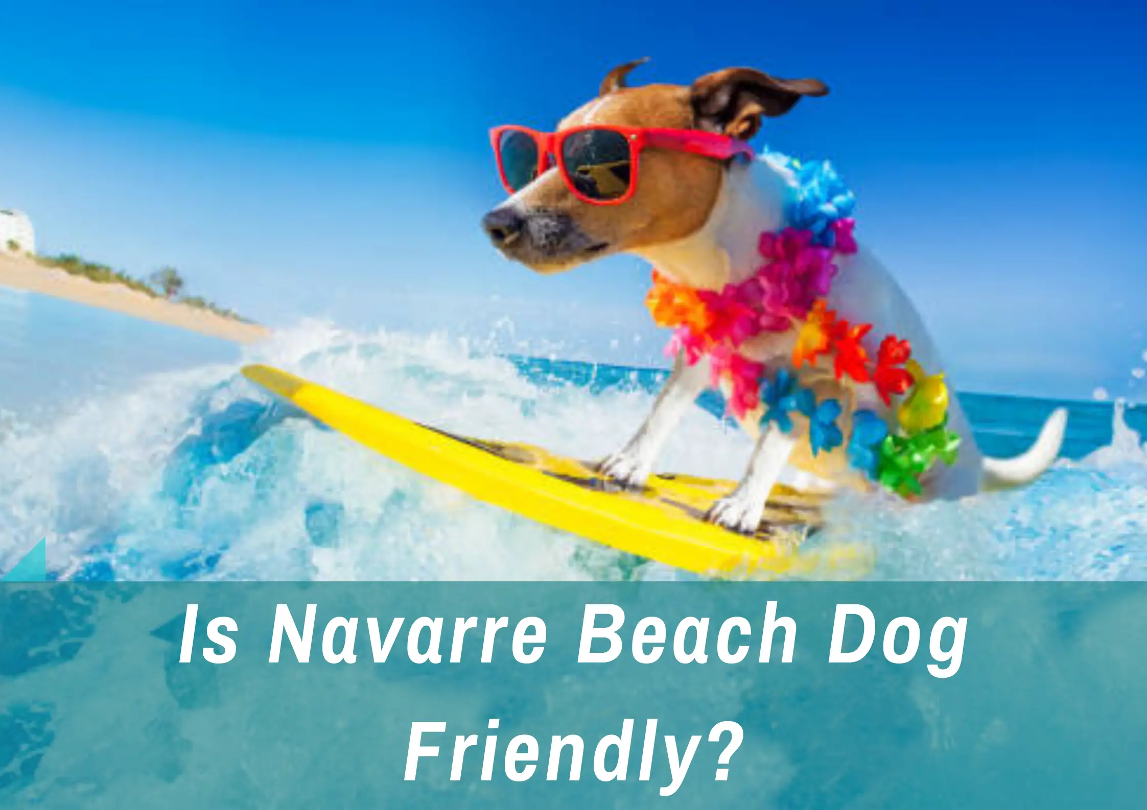 You are currently viewing New Rules for Bringing Your Dog To Navarre Beach