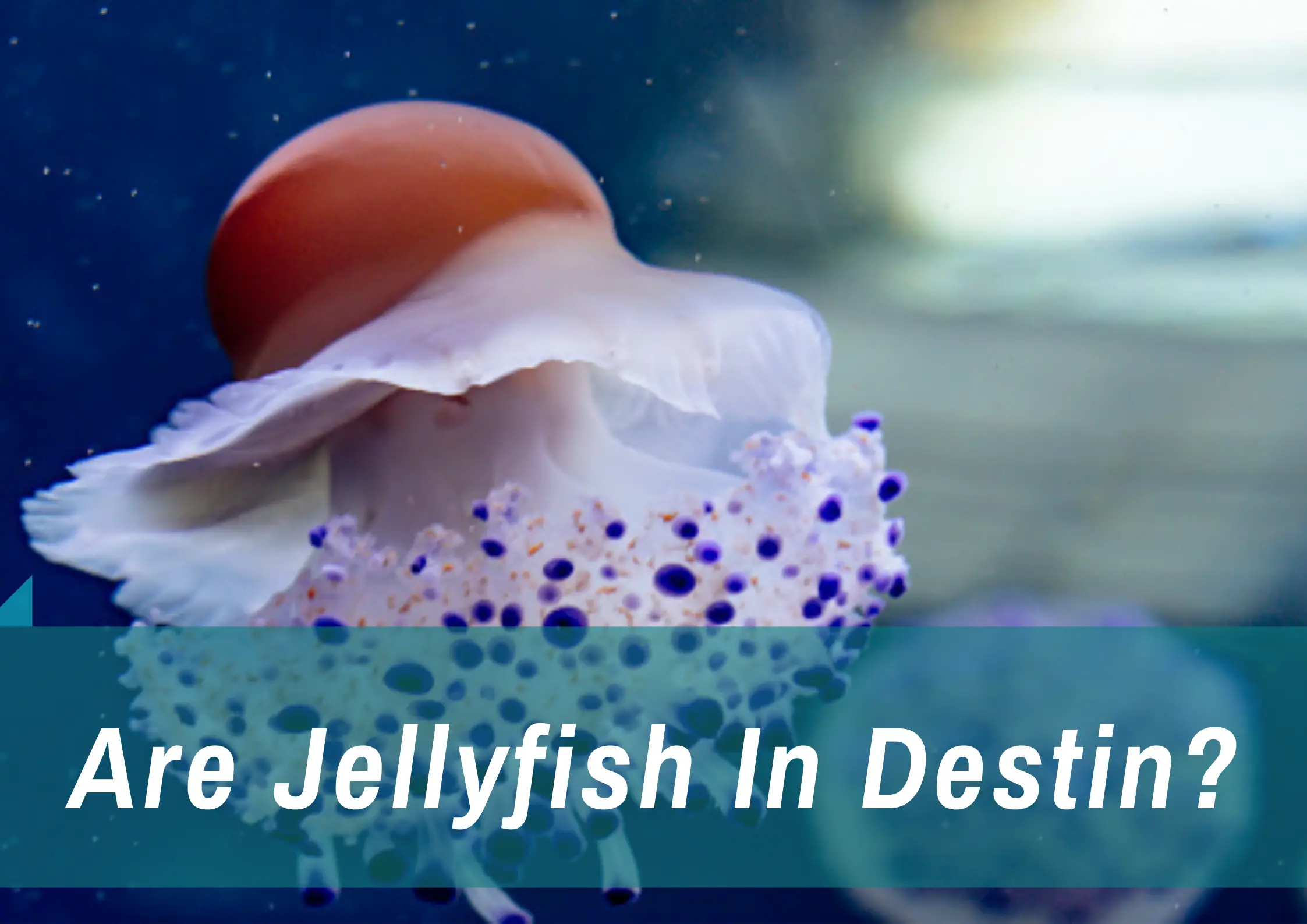 You are currently viewing Jellyfish in Destin, Florida: Fact or Fiction?