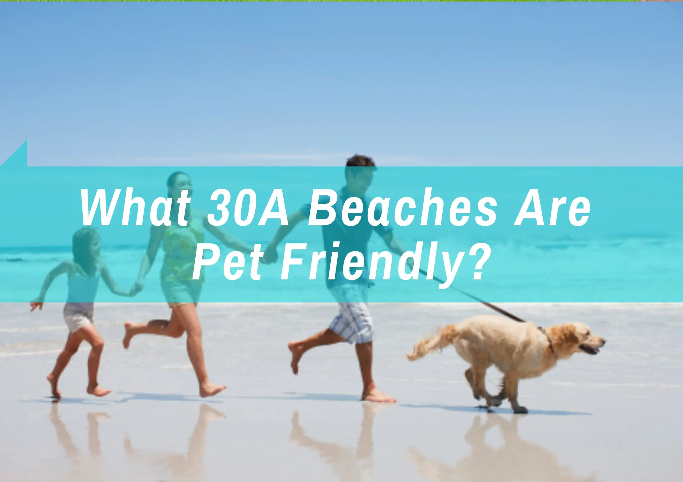Beaches that pets are allowed to stay
