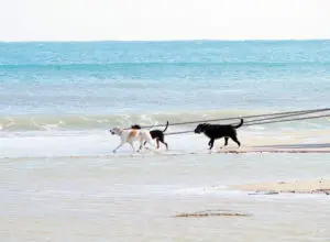 Read more about the article Pet Friendly Beaches Along The Emerald Coast
