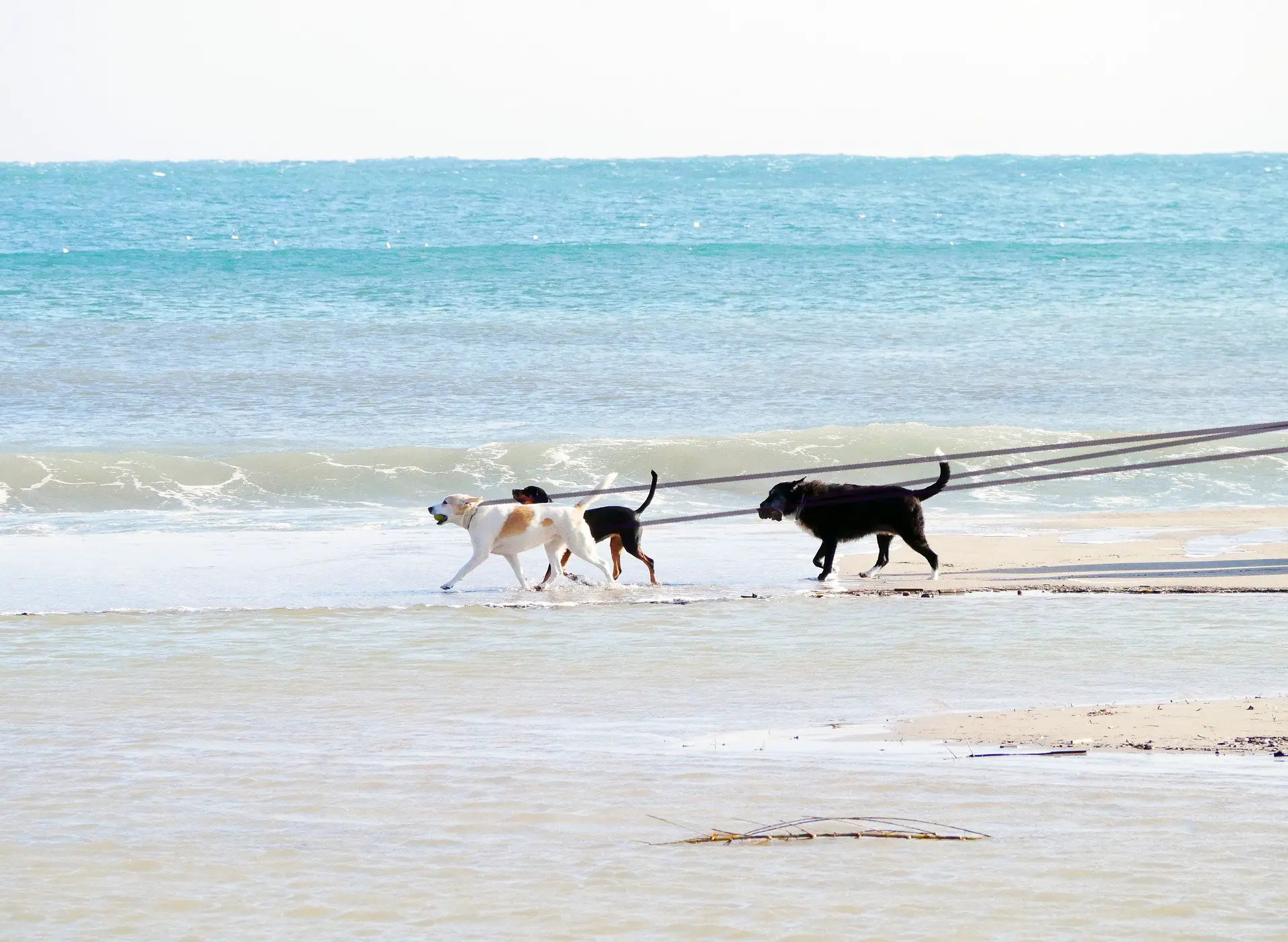 You are currently viewing Pet Friendly Beaches Along The Emerald Coast