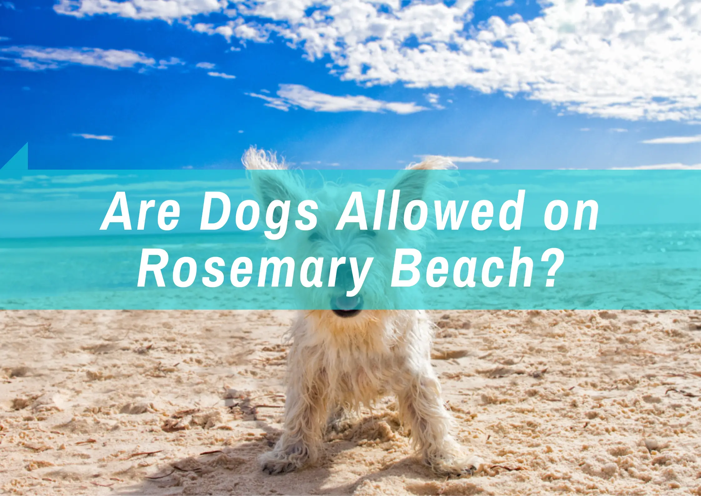 Can you bring dogs to Rosemary Beach?