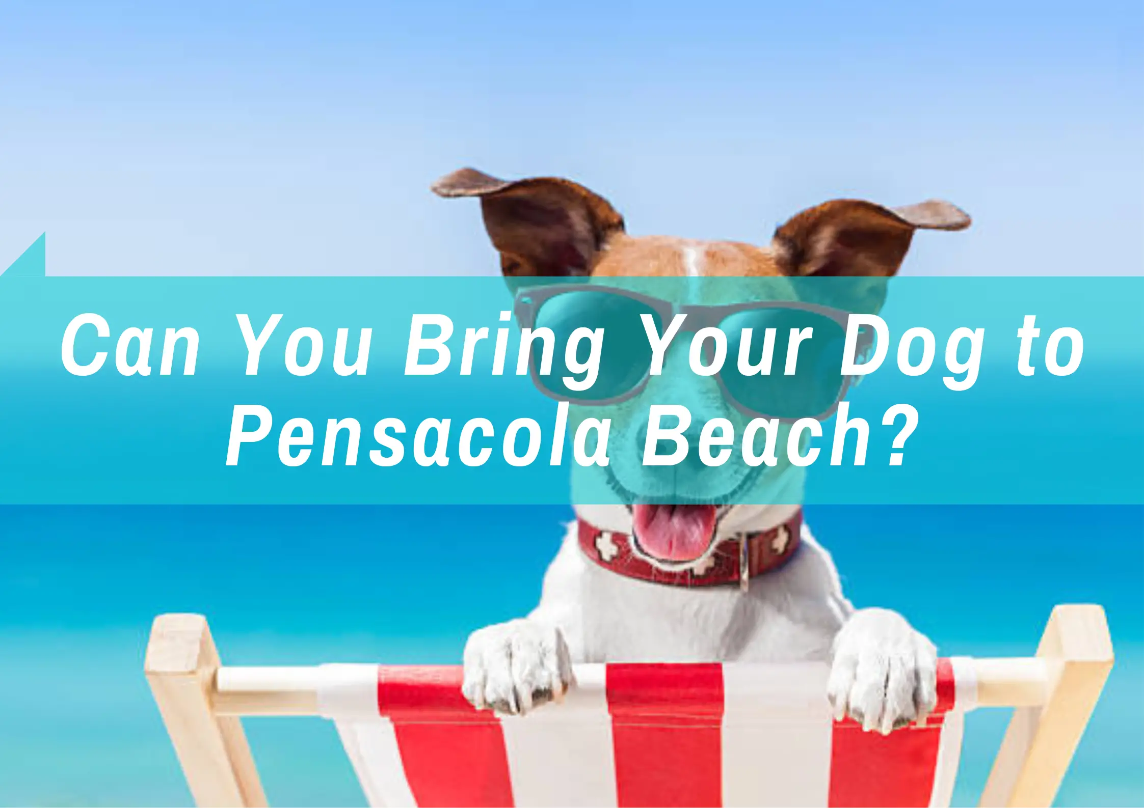 Read more about the article Can You Bring Your Dog to Pensacola Beach?