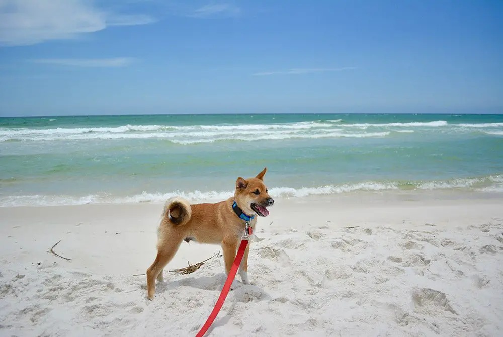 You are currently viewing Dog Beach Pensacola: Here’s The Deal