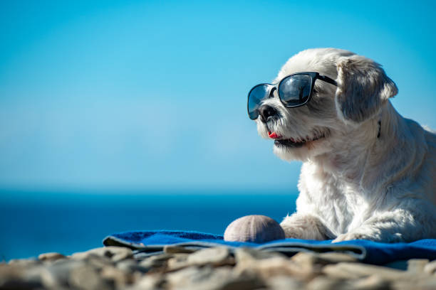 can you take dogs on pensacola beach