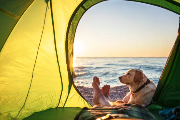 can you take dogs on pensacola beach