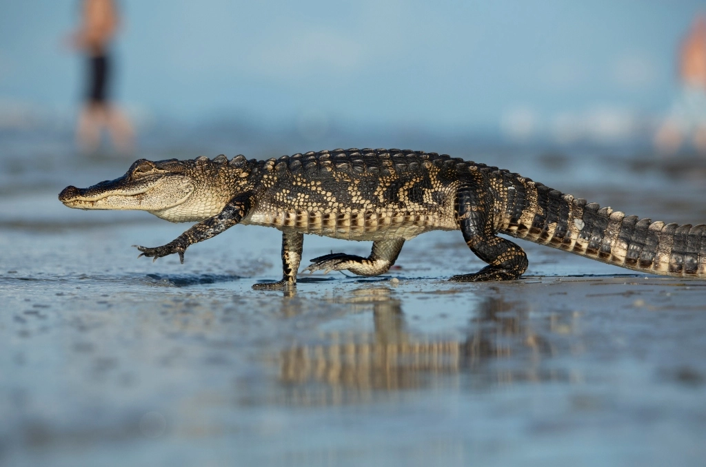 You are currently viewing Explore Wildlife of Seaside, Florida: Are Alligators Common?