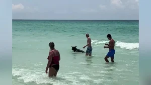 Read more about the article A Bear at the Beach in Destin FL! (VIDEO)