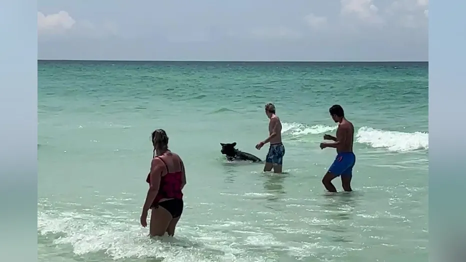 You are currently viewing A Bear at the Beach in Destin FL! (VIDEO)
