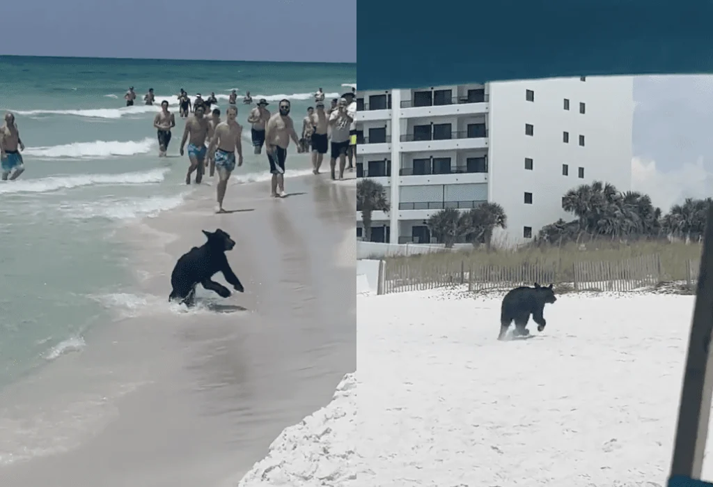 bear-beach-swimming-destin-fl